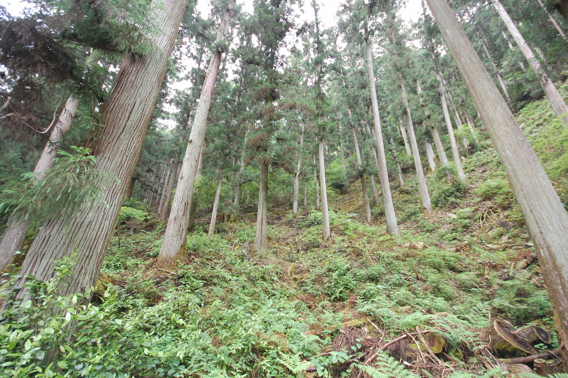 紀伊半島の森林