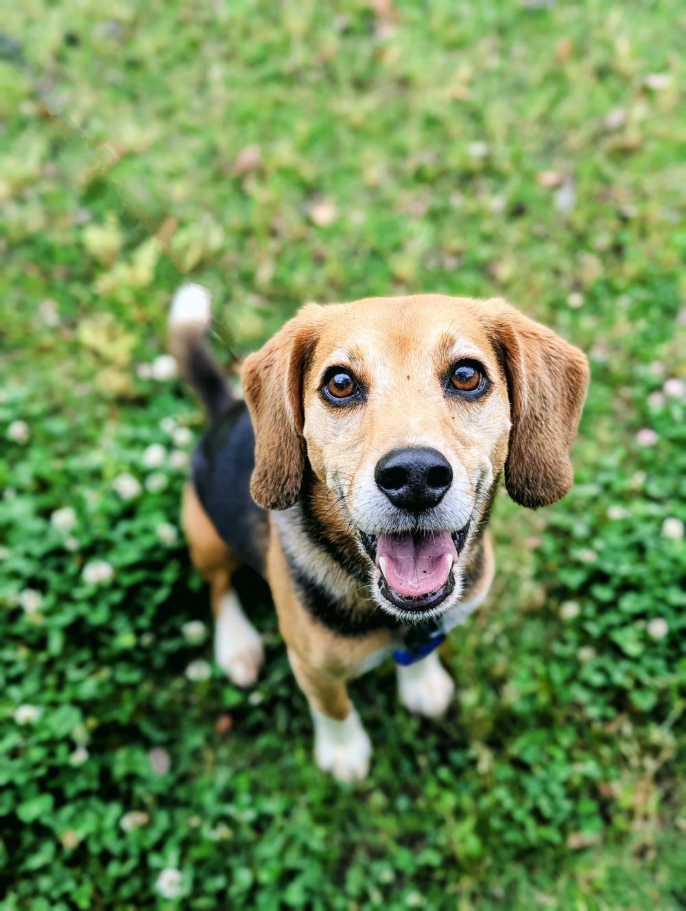 芝生に座りこちらを見ているビーグル犬