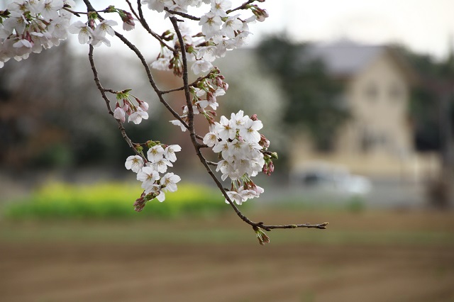 桜