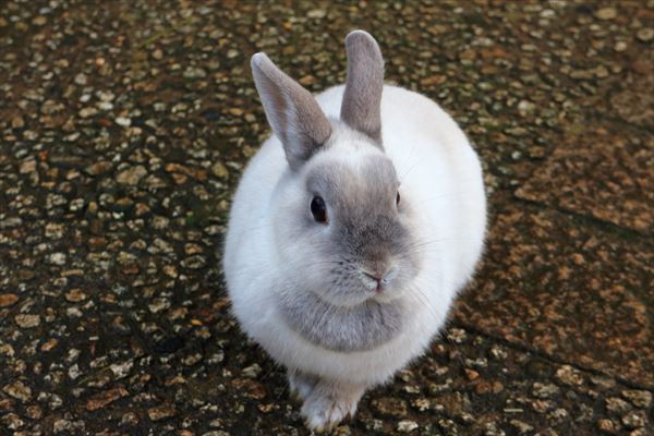 うさぎ
