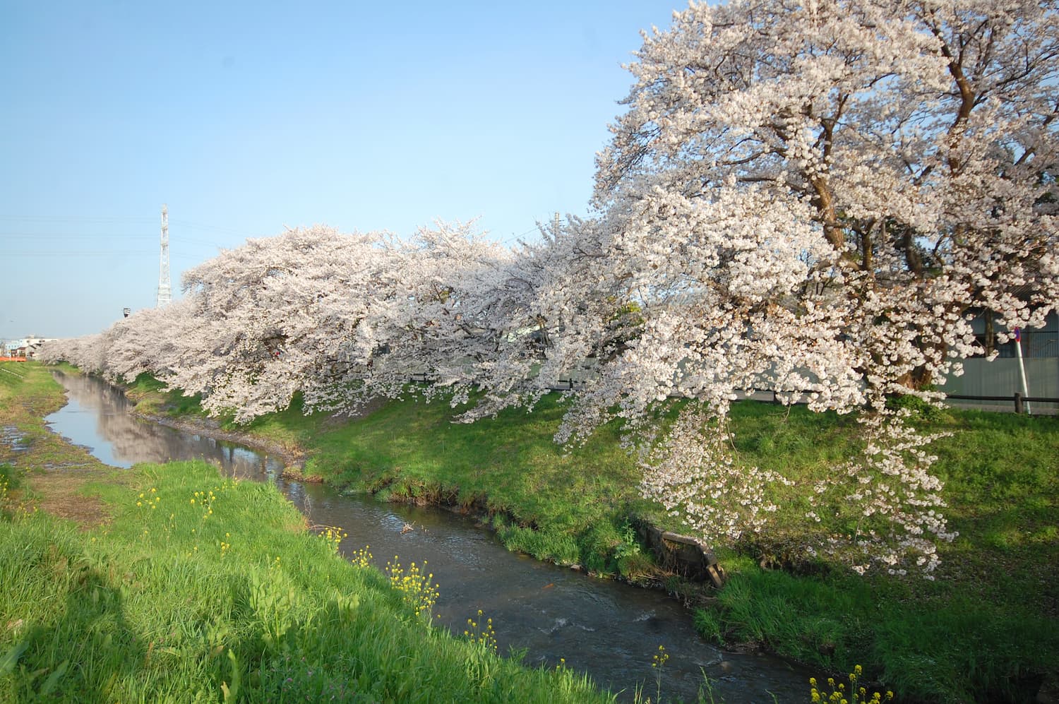 桜満開