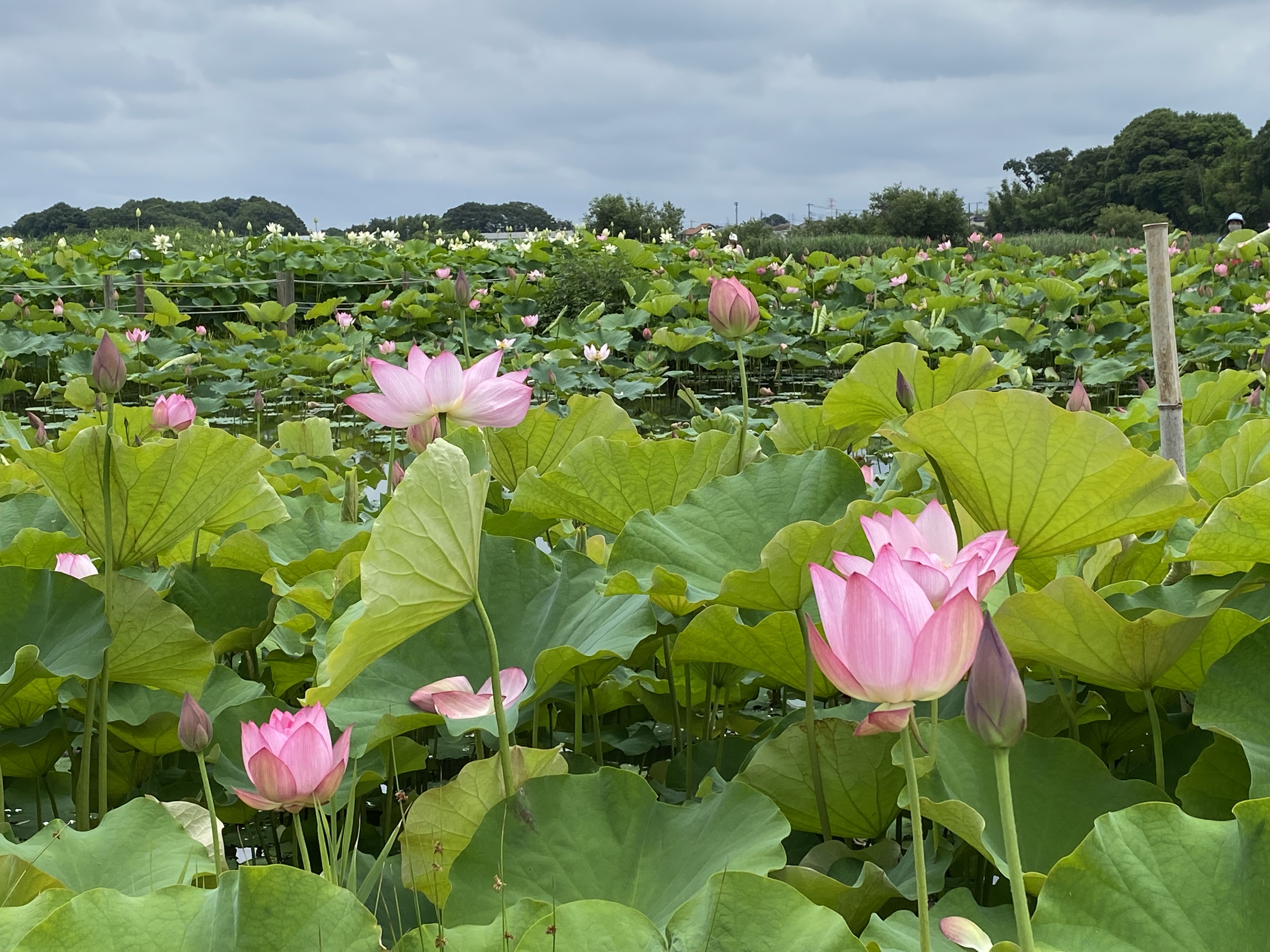 春日部市内牧公園の蓮の花