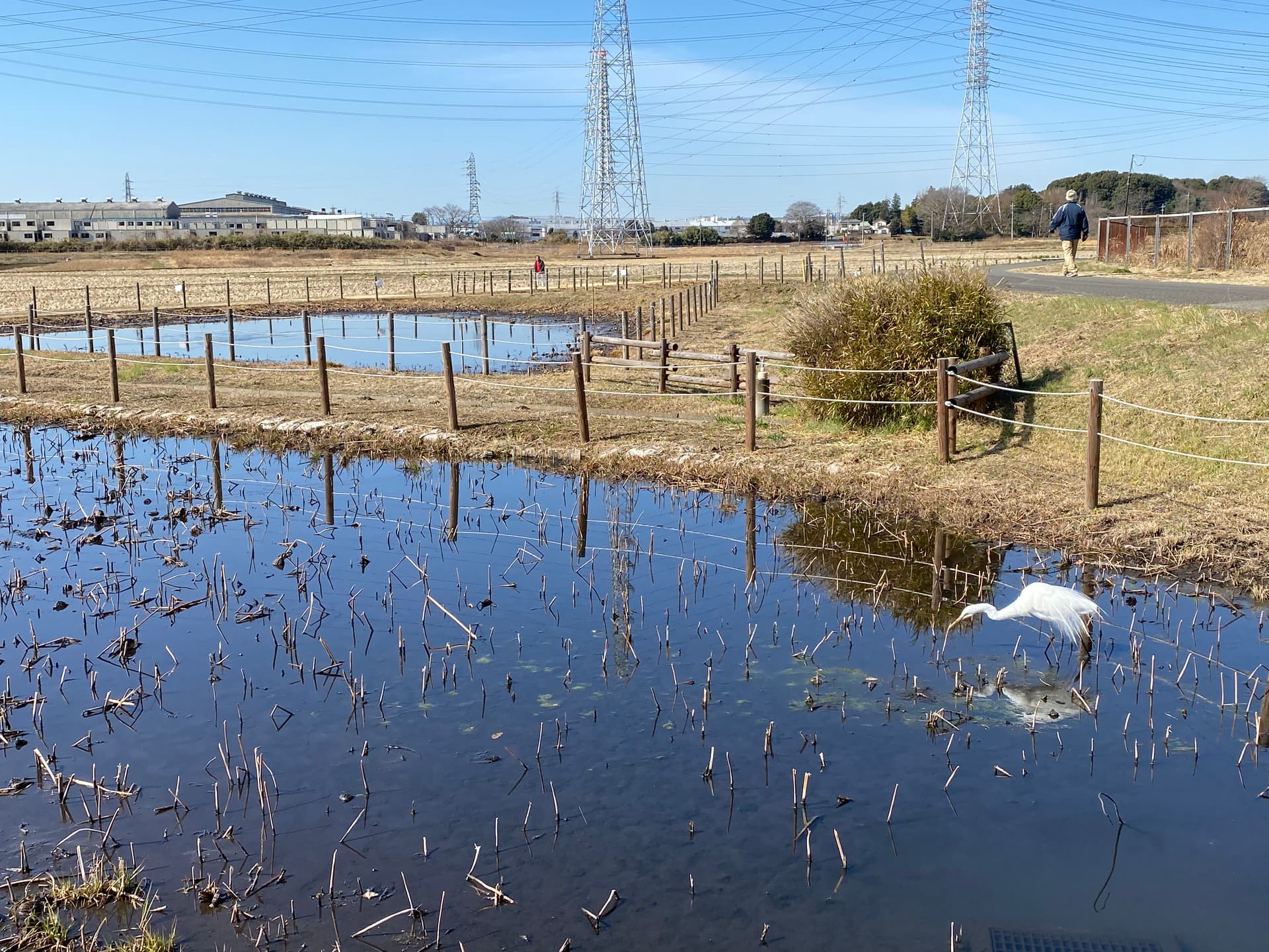 池とシラサギ