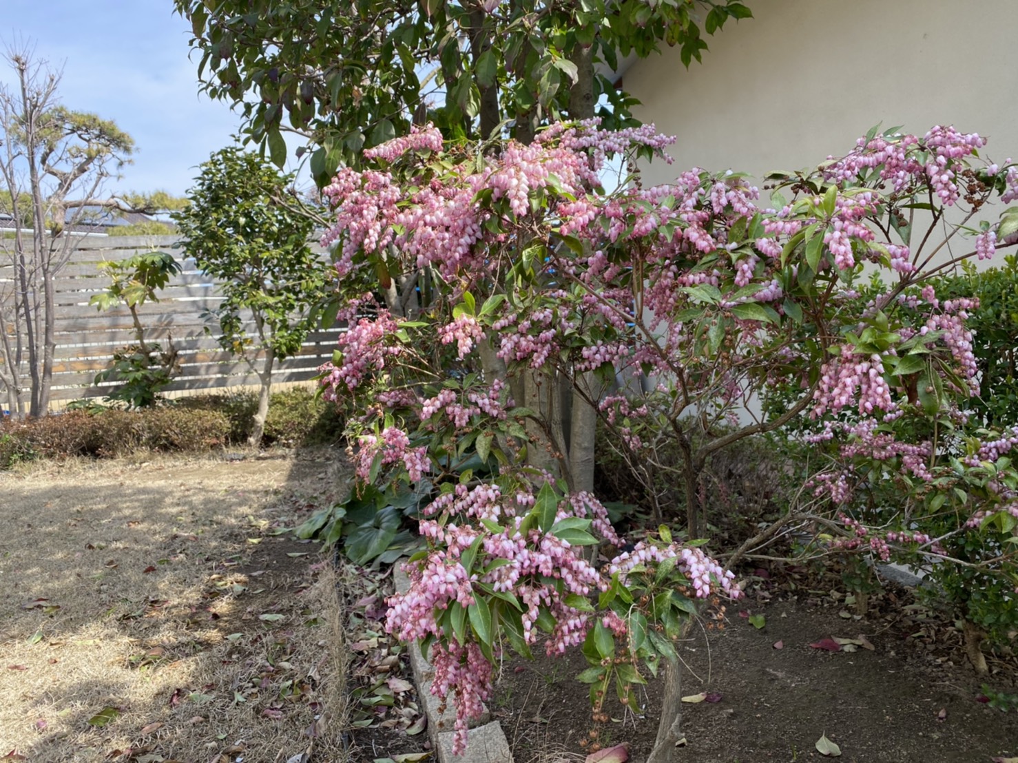 馬酔木の花