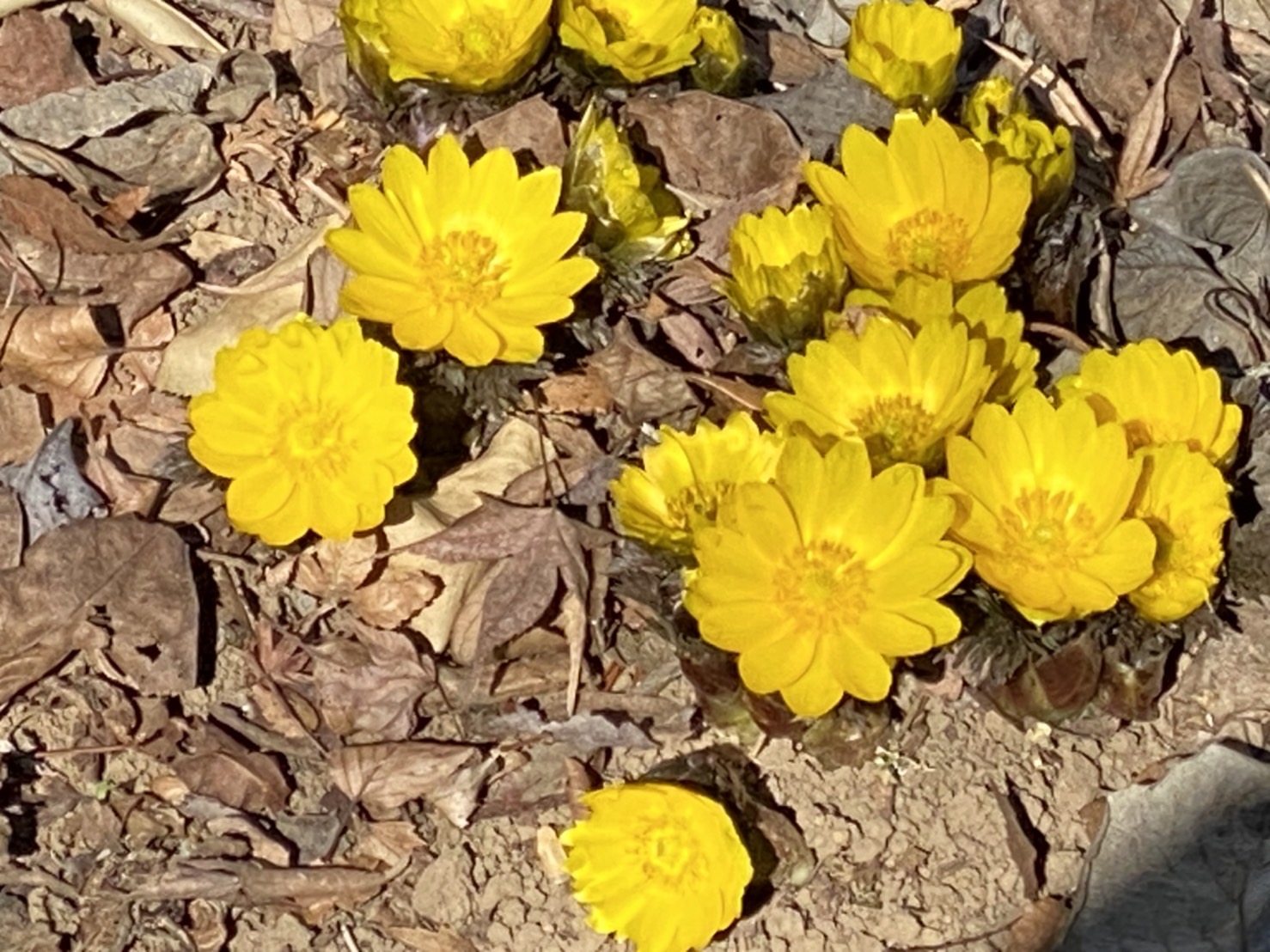 福寿草の開花