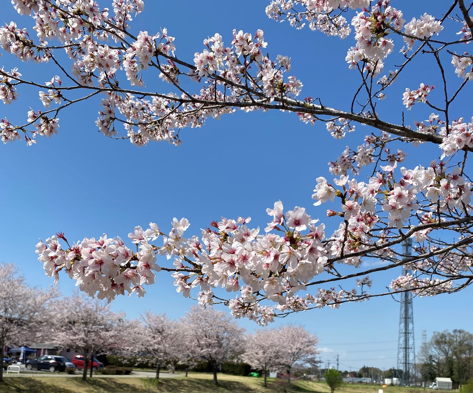 満開の桜