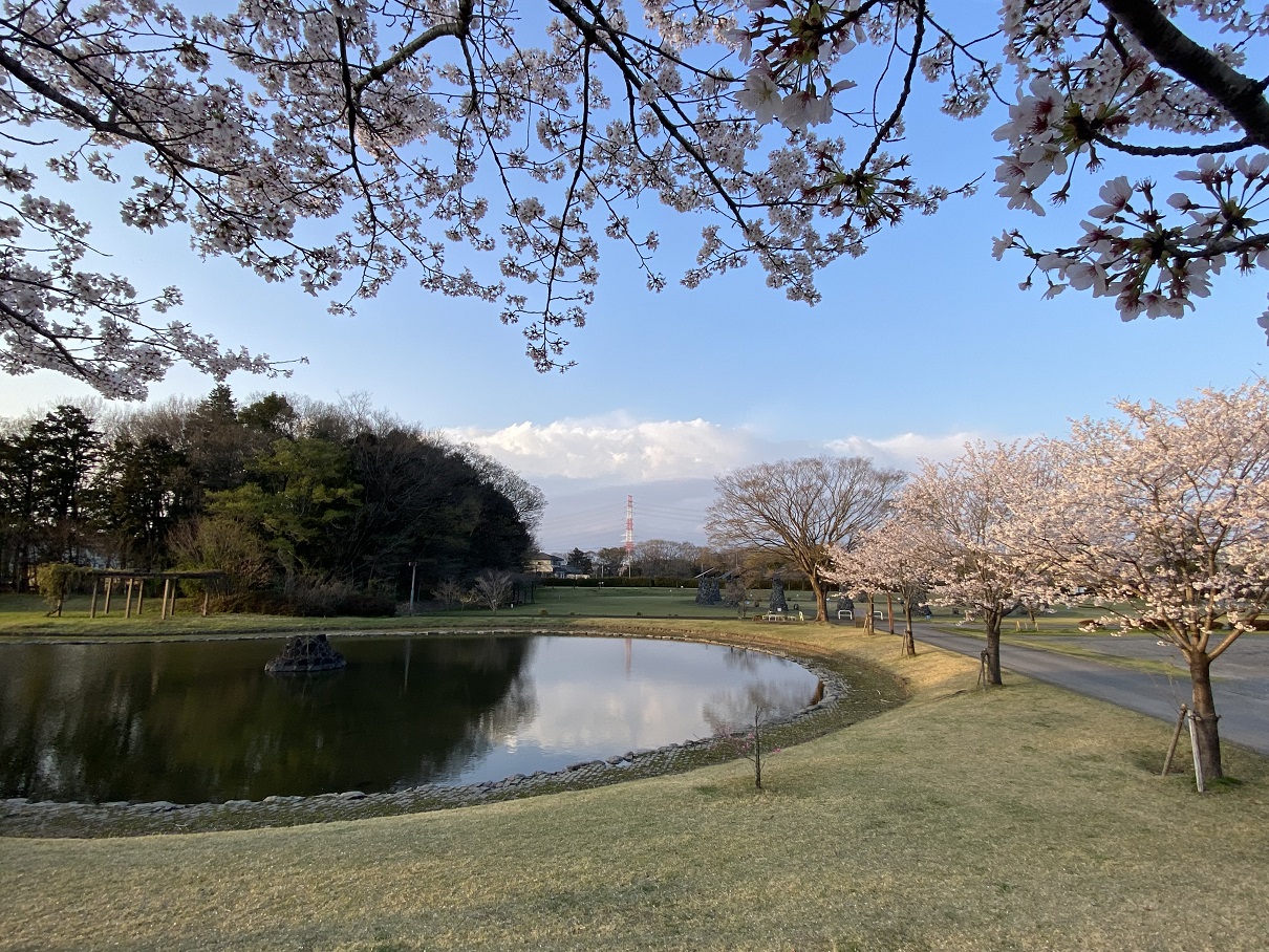 お花見キャンプ