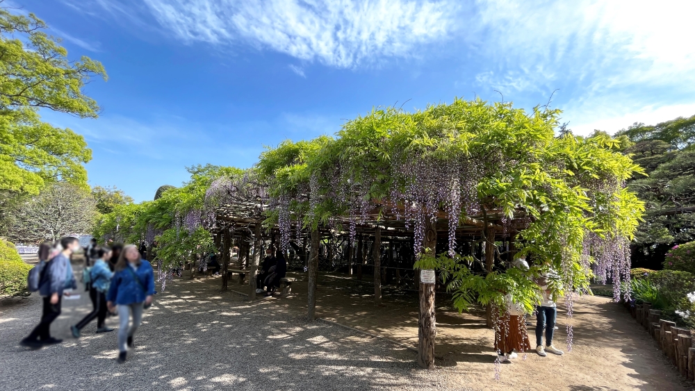 藤棚園の大藤
