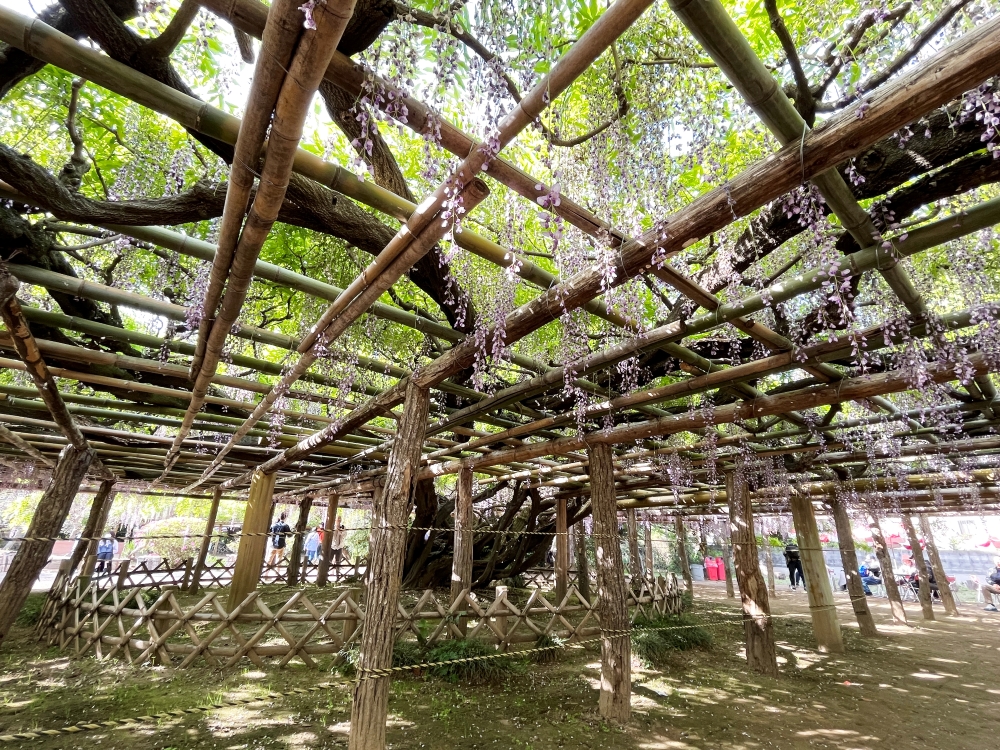 藤花園