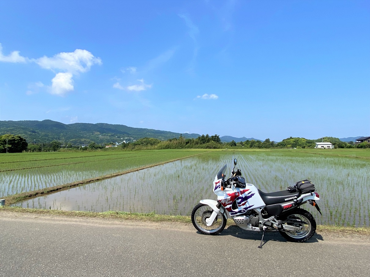 水田
