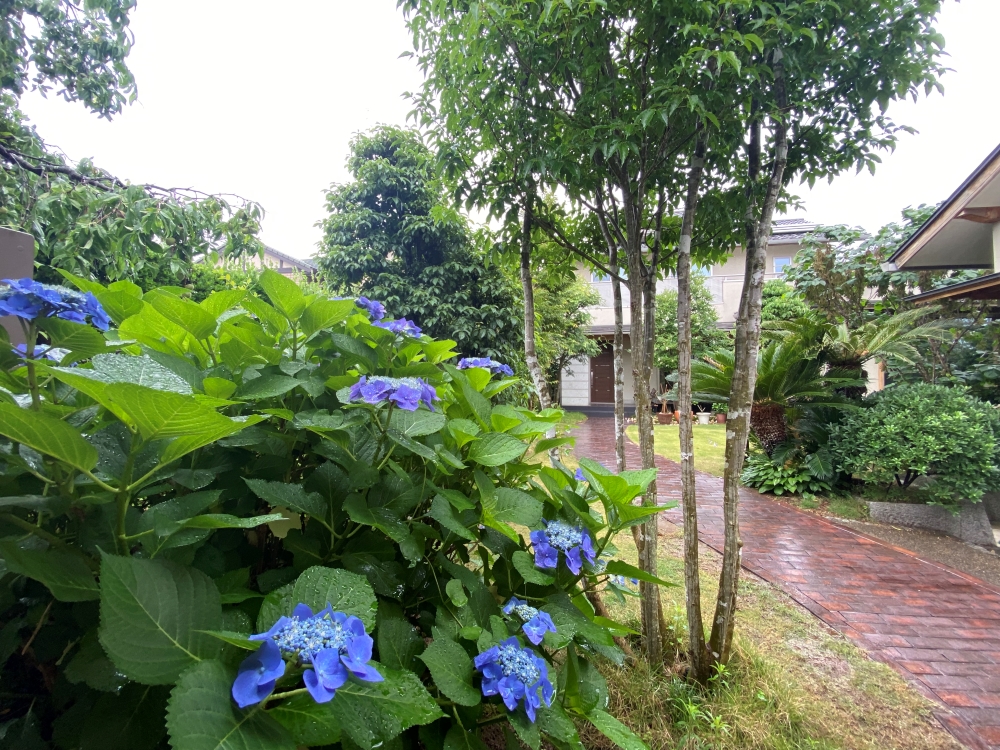 梅雨