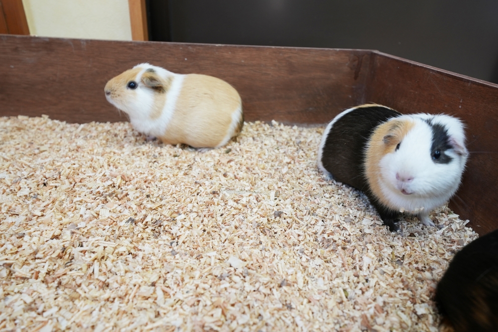 東武動物公園のモルモット