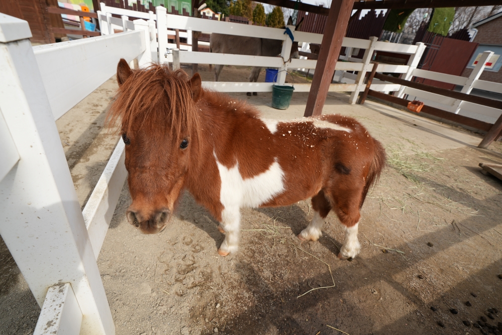 東武動物公園のポニー