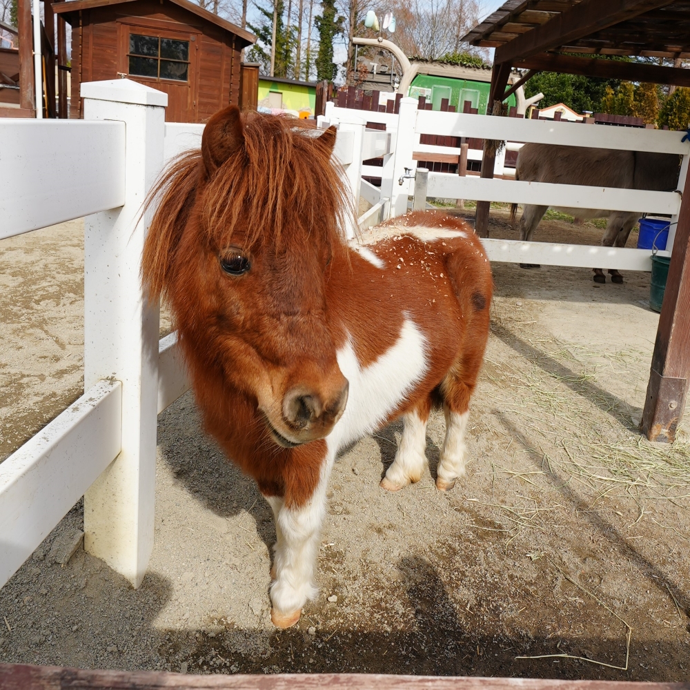 東武動物公園のポニー