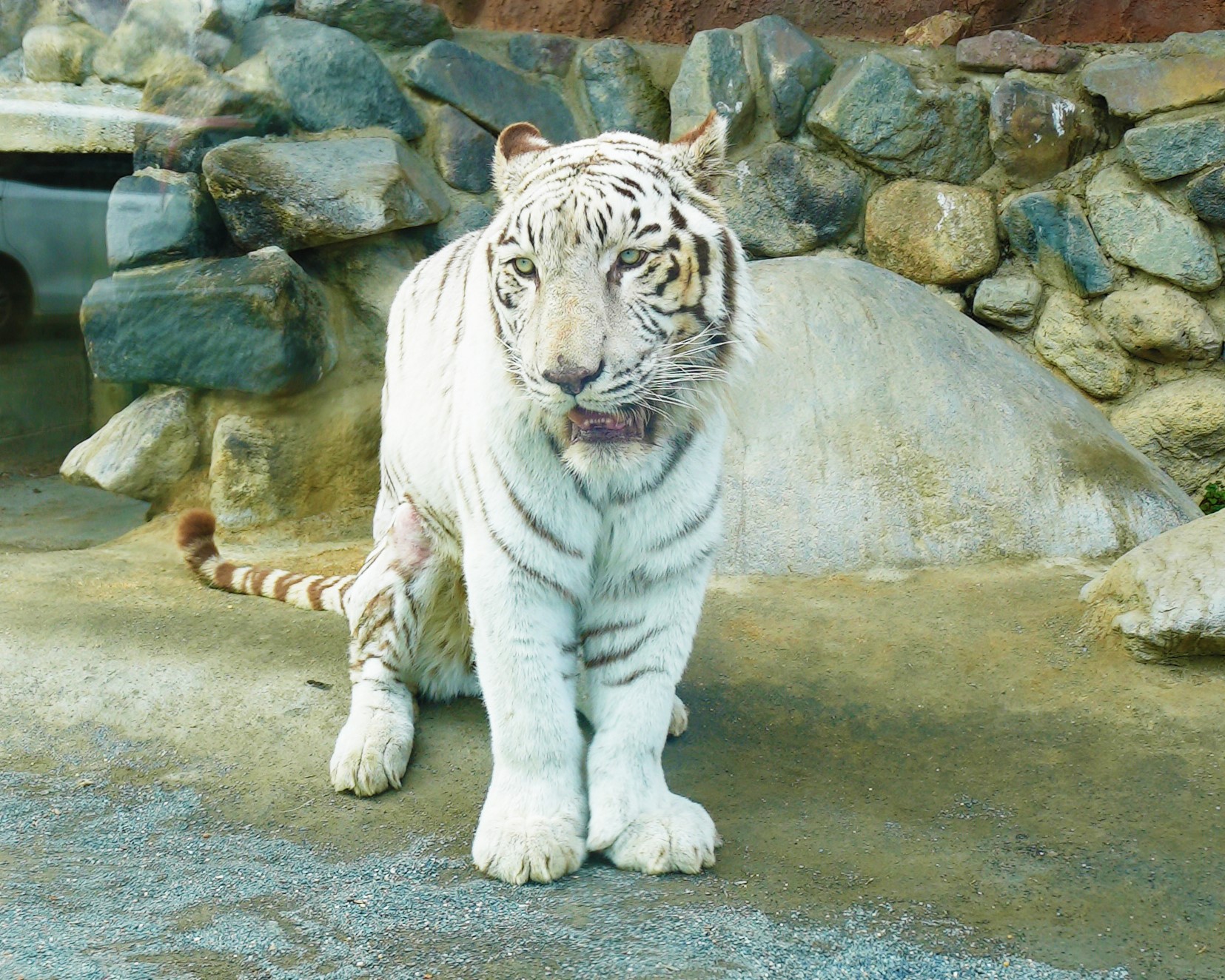 東武動物公園のホワイトタイガー