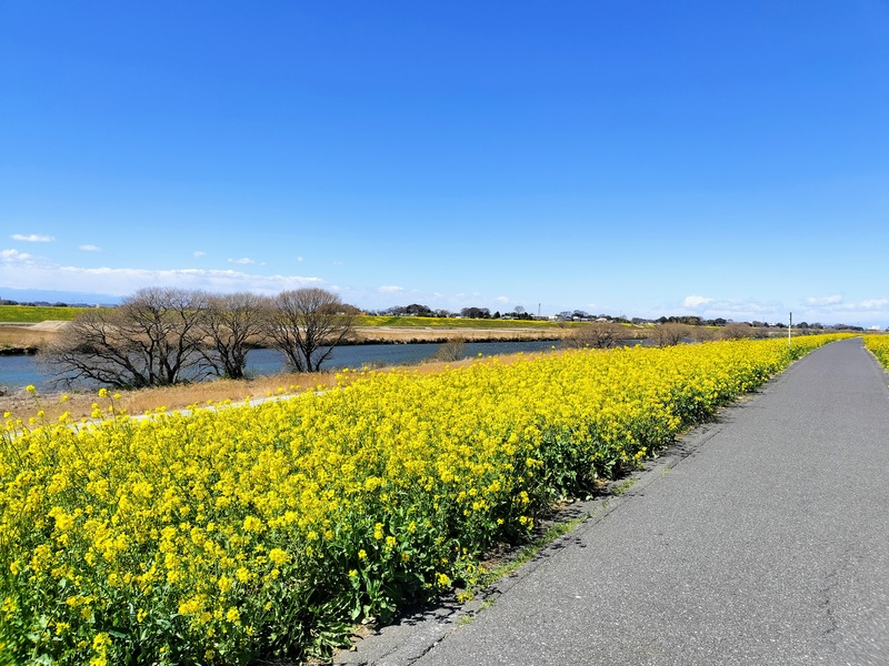 江戸川の土手の菜の花
