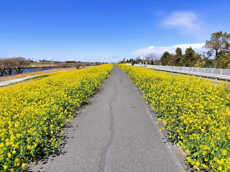 江戸川の土手の菜の花が満開!つつみ野展示場近くのおすすめスポット