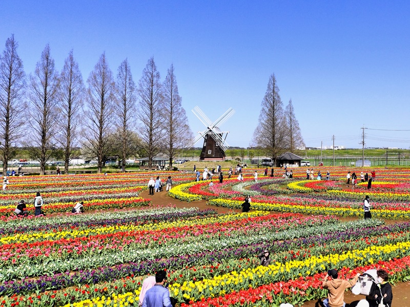 あけぼの山農業公園のチューリップ畑