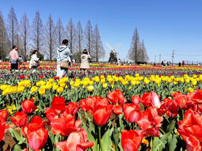 入園無料!風車の前に約16万本のチューリップが咲き乱れる【柏市