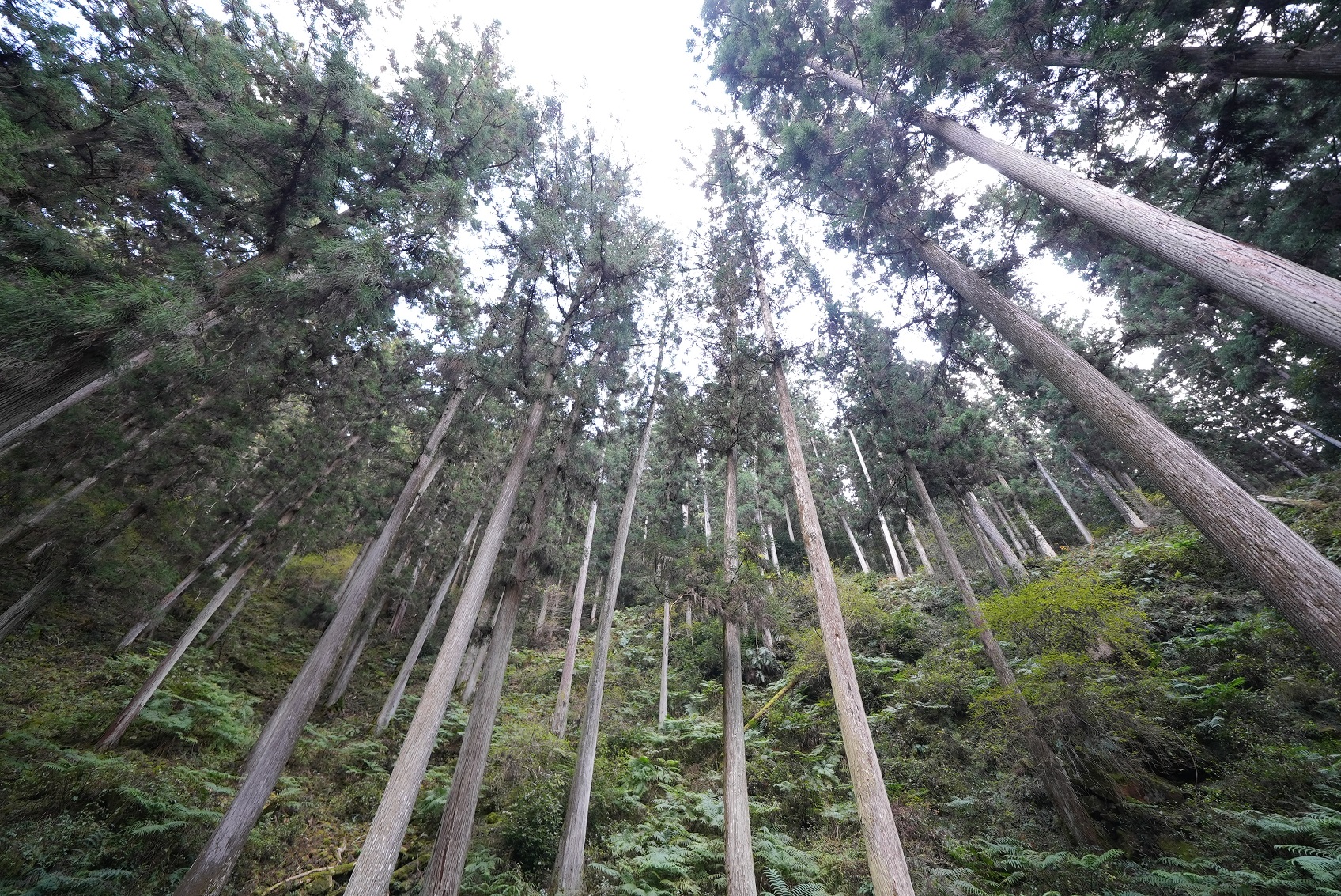 樹齢135年の杉