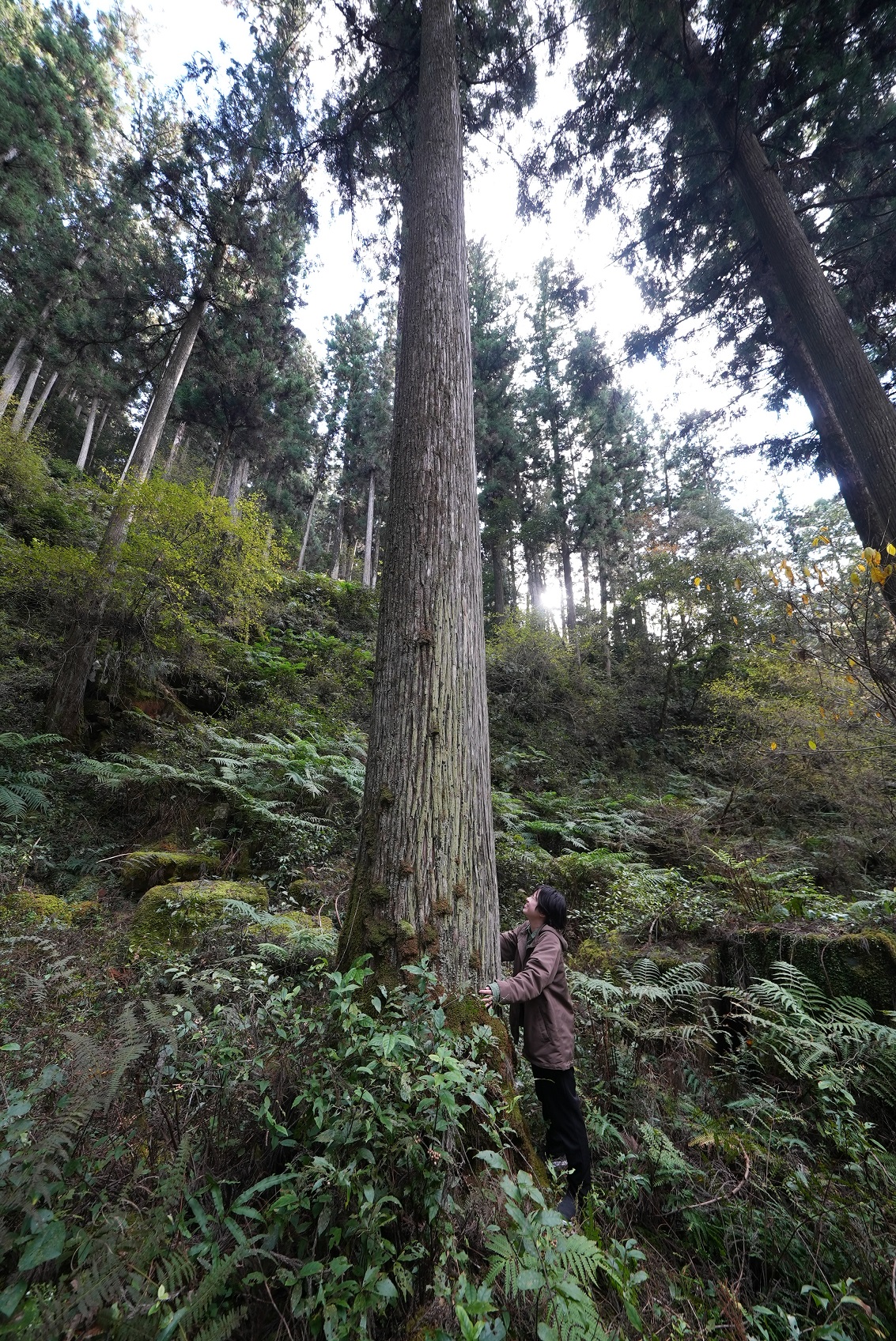 樹齢100年以上の杉