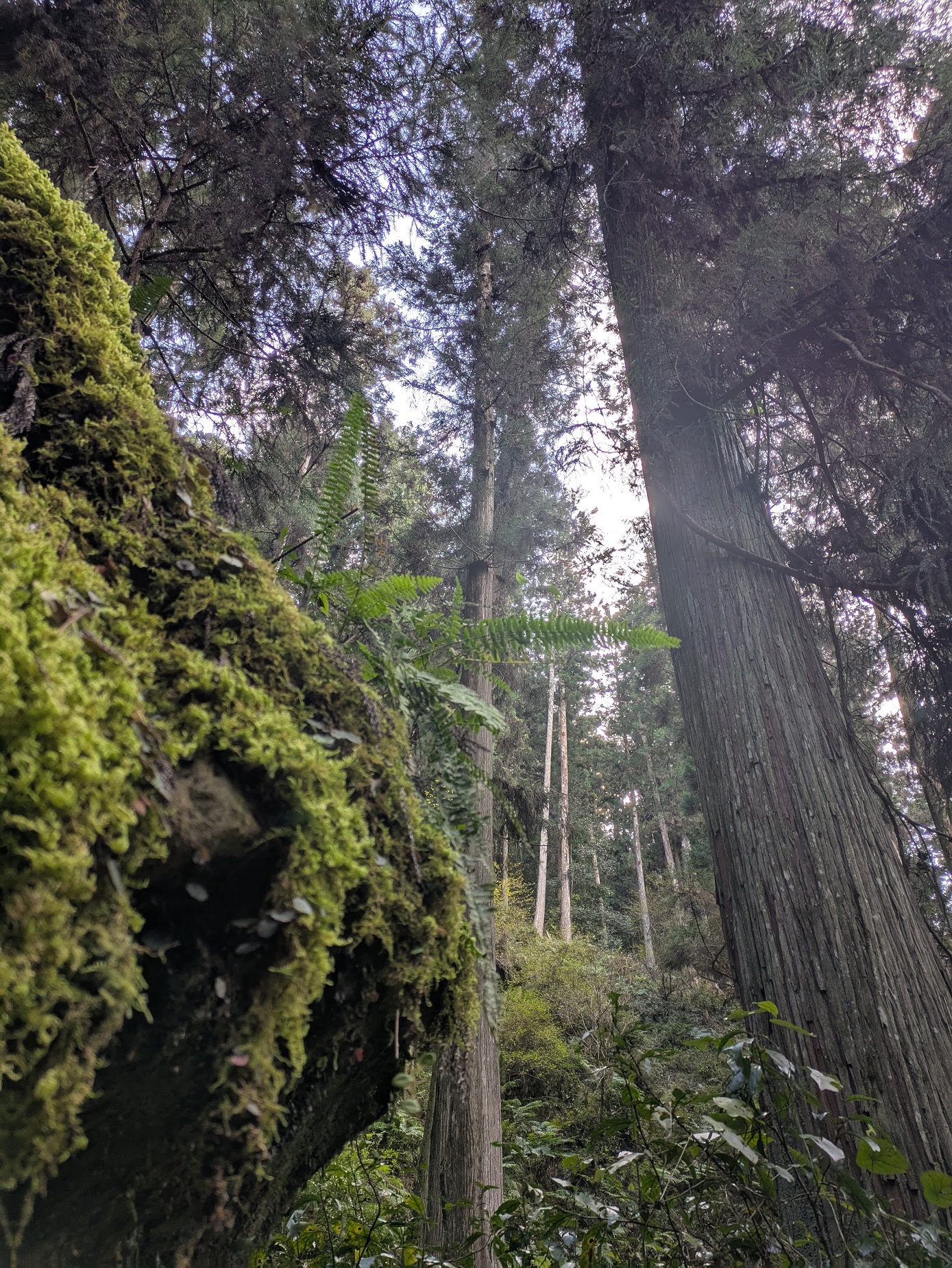 紀州の山
