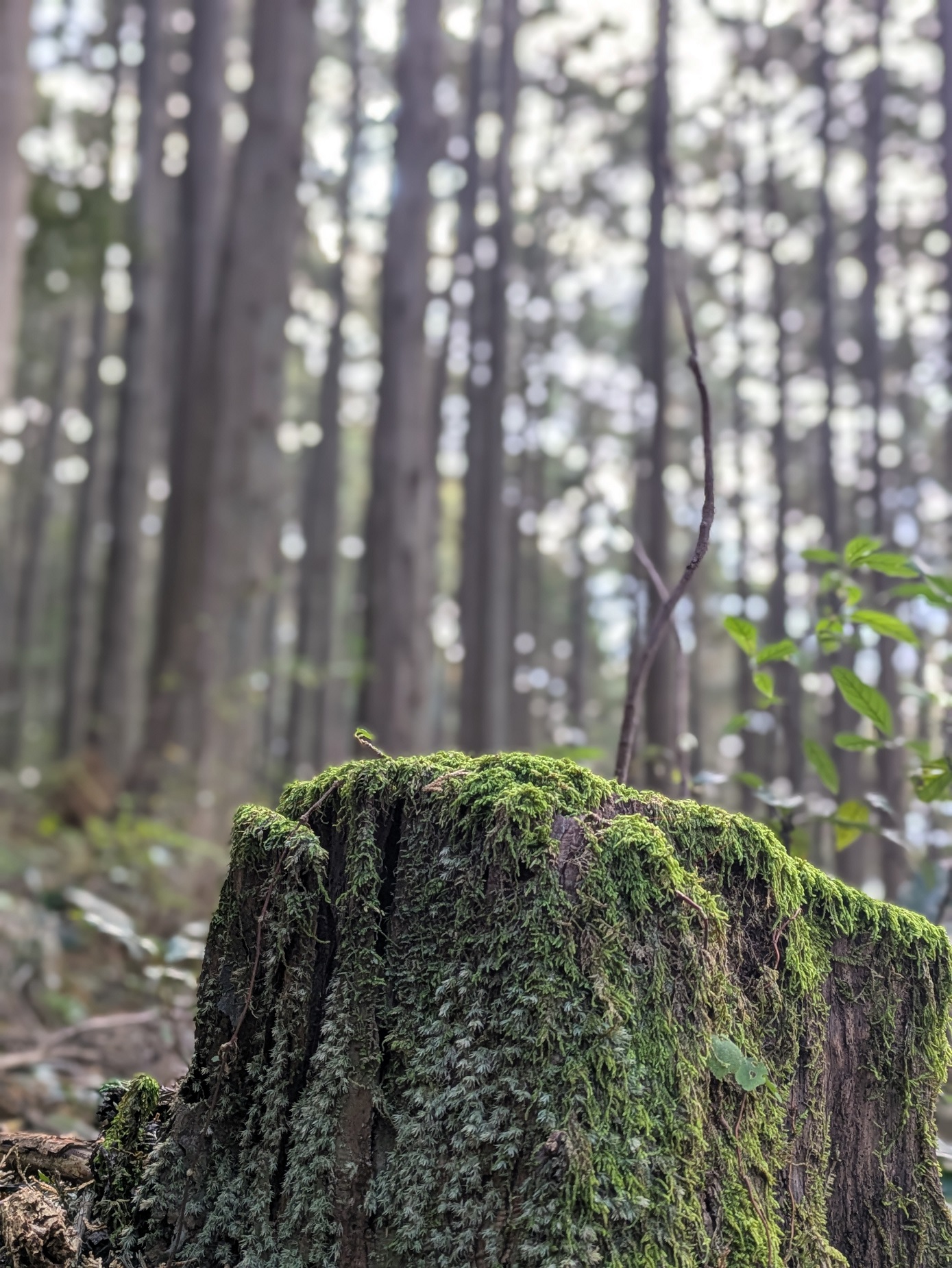 紀州の山
