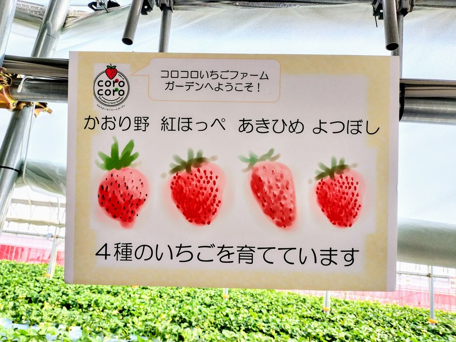 紅ほっぺ・章姫・かおり野・よつぼし