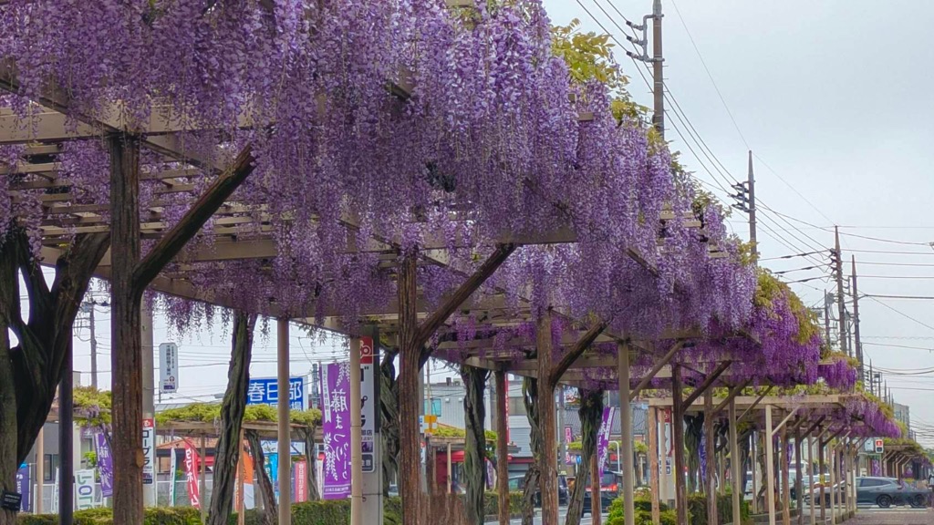 春日部の藤棚