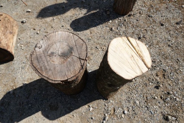 木の断面を比較