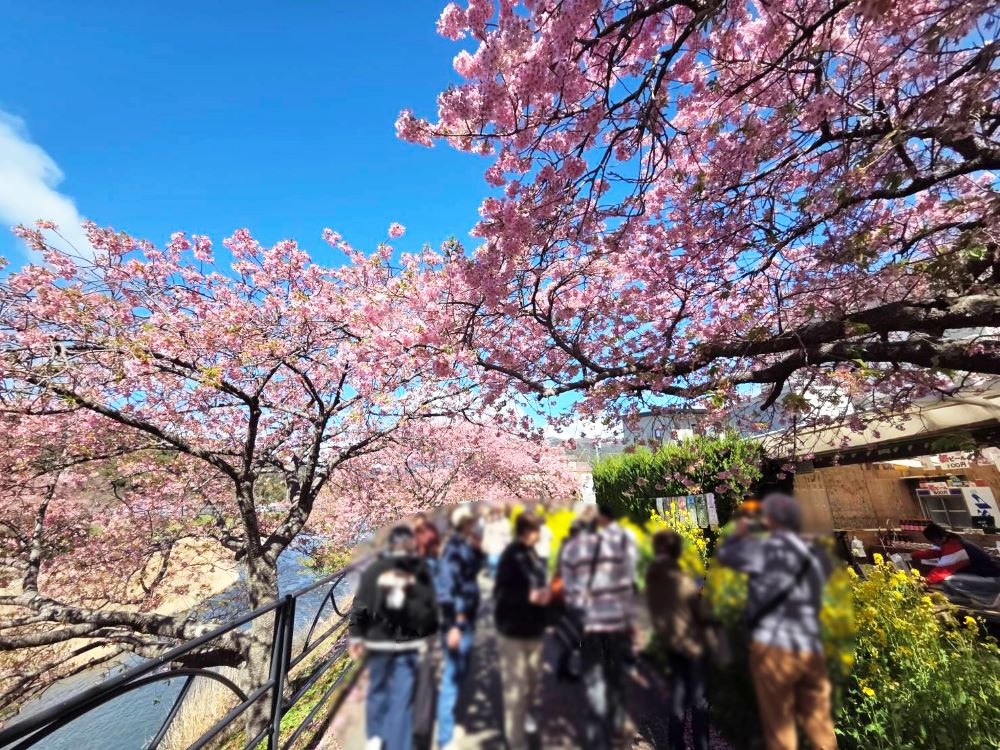 河津桜まつりのにぎわい