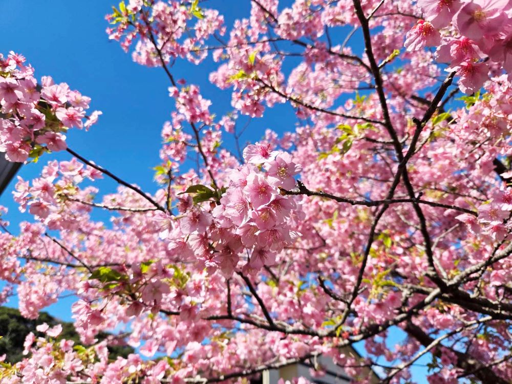 河津桜まつり2026