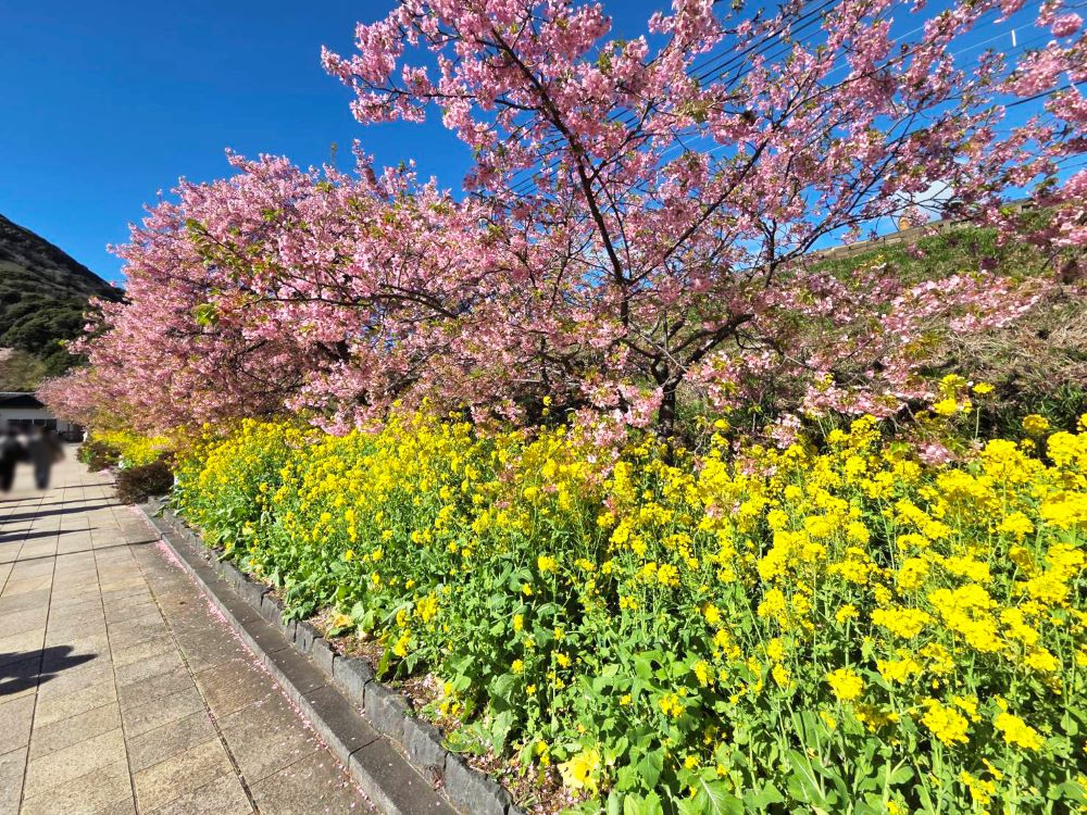 桜並木と菜の花