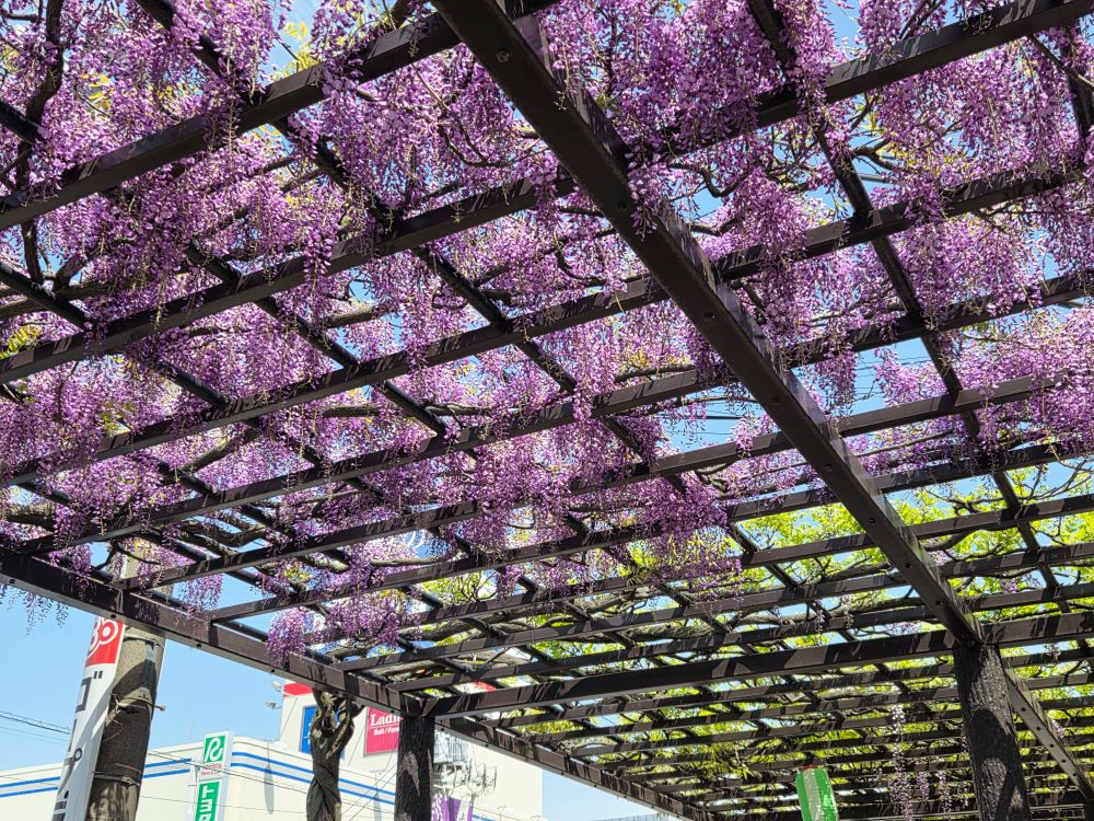 2026年4月19日時点の春日部の藤の様子