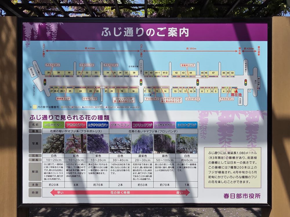 春日部ふじ通り藤棚の案内看板