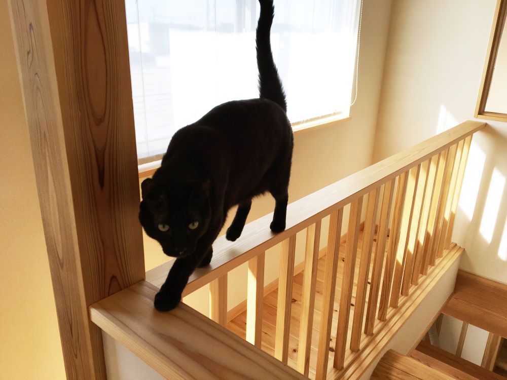 吹き抜けまわりの木格子の上を歩く猫