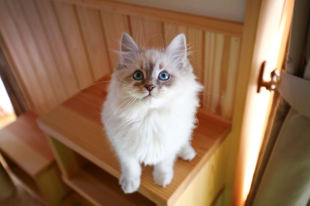 埼玉で猫と暮らす自然素材の注文住宅実例紹介