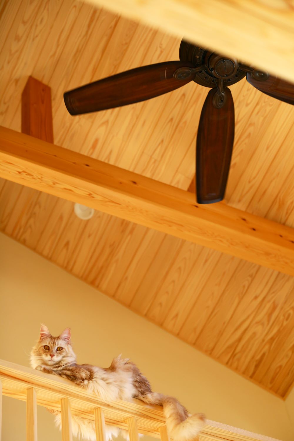 木の家と猫