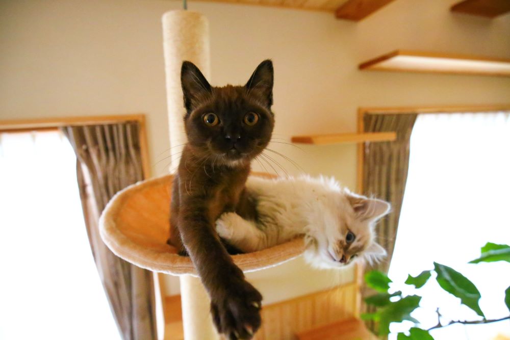 キャットタワー猫と暮らす注文住宅埼玉実例