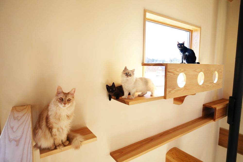キャットウォークと猫4匹