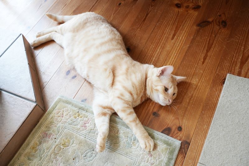 猫と暮らす築17年の無垢床の様子