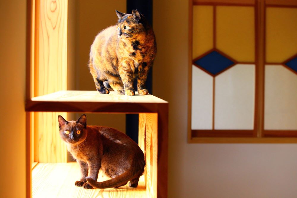 キャットウォークに設けたBOXでくつろぐ猫